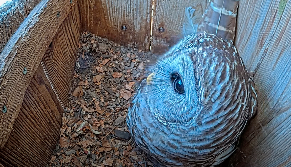Tap to watch the female reveal the first egg of the 2024 Wild Birds Unlimited Barred Owl Cam breeding season.